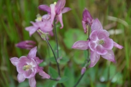 ancolies,asphodéline,Mouleydier,géraniums vivaces 034.JPG