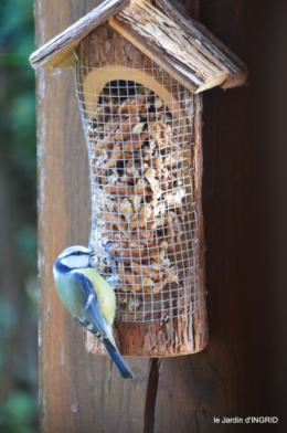 les lettres,les oiseaux,givre 094.JPG