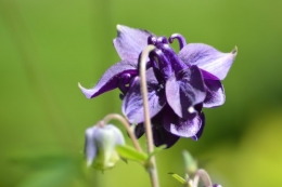 zoom sur fleur printemps 105.JPG