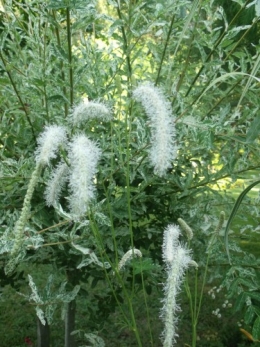 été,dahlia,lantana,bouillon blanc,platycodon