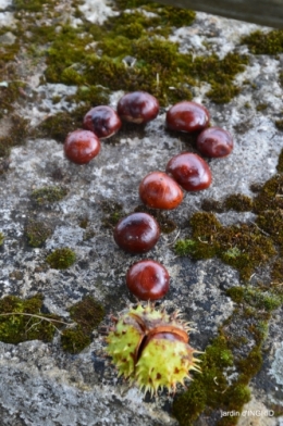 cornouiller,Limeuil,Campagne, 099.JPG