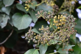 pyracantha,cotoneostère,phitollaca,savonnier,fusain,raisin,kaki,févier,calicarpa,cynorrhodrons