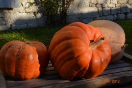 octobrejardin,citrouillesIssegeac,leCLOSdesSOURCES 090.JPG