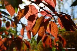 jardin automne ,petits roses 095.JPG
