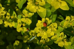 zoom sur fleur printemps 042.JPG