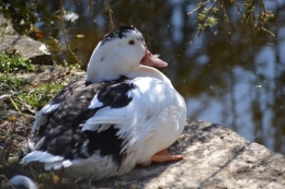 le canard blanc,crocus,petasite,magnolia 072.JPG