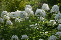 la Couze,les filles,jardin,bambous peints 072.JPG