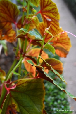 brouillard le matin d'automne 099.JPG