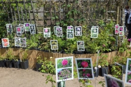 ancolies,jardins de la Brande,les filles et Caro 070.JPG