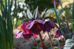 jardin en mars 040.JPG