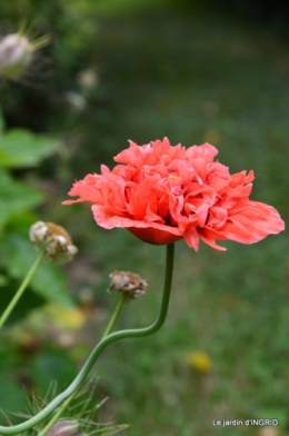 jardin juin,cabane,bouquet 109.JPG