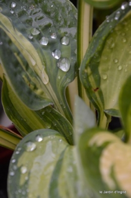 ombre,St Astier,St georges de Monclar,pluie,kois 087.JPG