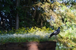 jardin juin,cabane,bouquet 065.JPG