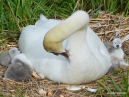 jardin,bébés cygnes,puces Prigorieux,pavot 136.JPG