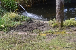 Marqueyssac,bassin,puces Beaumont 002.JPG