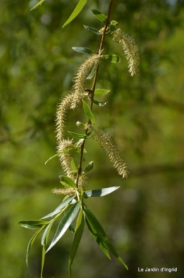 jardin mars 017.JPG
