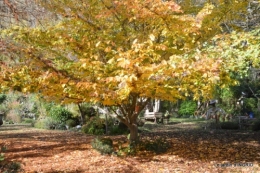 novembre en automne 142.JPG