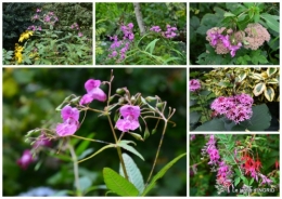 2015-09-15 moulin,les jardins d'Au-delà,Brantôme2.jpg