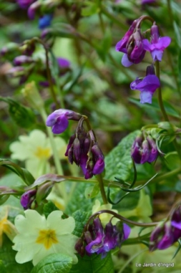 jardin ,cane sauvage,paquerettes,tulipes 082.JPG