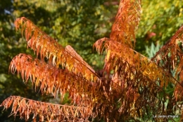 Automne au jardin 064.JPG