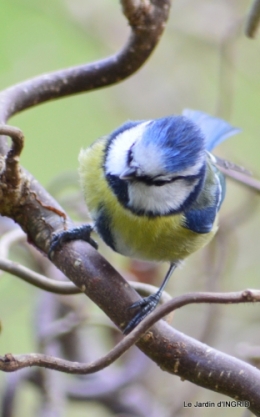 les oiseaux ,2 partie 053.JPG