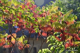 rhus,colline,buis taillé,noix,manthe religieuse,bouquet 066.JPG