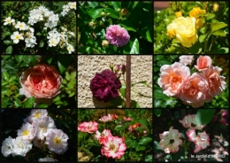2017-06-10 le jardin de Frescati,roses4.JPG