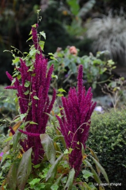 fuschias,criquet,pluie,St Mayme de Peyreyrol,copines 019.JPG