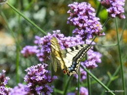 jardin,papillons,Cadouin,légumes,Sophie, 162.JPG