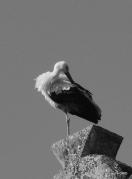 dentelles,rosée,photo blog, cigogne,chez Bernadette, 036.jpg
