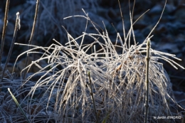 Mompazier,oiseaux,givre 076.JPG