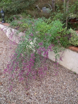les Essards,concours terre neuve,jardin, 055.JPG