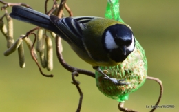 les oiseaux ,2 partie 038.JPG