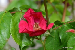 jardin,roses,cabane 003.JPG