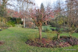 taille,arbustes,poinsettia,décos 089.JPG