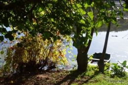sentier des cygnes,automne novembre 037.jpg