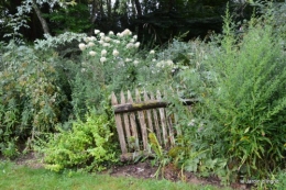 asters,bouquets,jardin de Lilianne 030.JPG