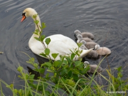 bébés cygnes,iris,clématite 020.JPG