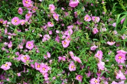 maison,jardin Bernadette,et jardin Claudine 050.JPG