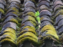 jardin,chez Bernadette,puces,cygnes,pluie 164.JPG