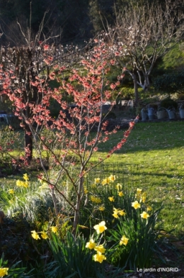 jonquilles,oiseaux avec noix,taille arbres,jardin 029.JPG