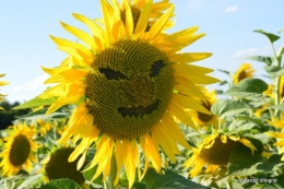 tournesols,podium,Lucas,jardin,Calès 077.JPG