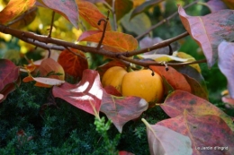 troncs,automne,vieilles photos 111.JPG