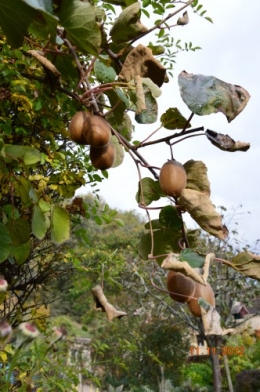 petit érable,le canal et lejardin àl'automne 140.JPG