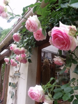rosier grimpant,