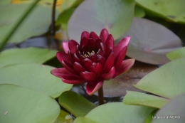orage,puces,bouquet,Anniv.Ines,Brantome,Jardins d'eau 311.JPG