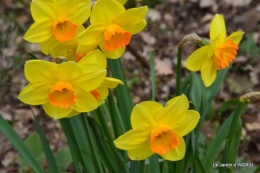 jardin (3 semaine de mars) 030.JPG