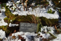 Neige en dordogne,jardin 206.JPG