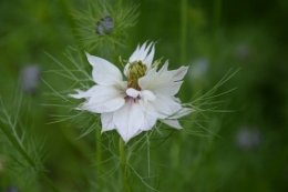 rosiers,fleurs blanches,pollen,magasin 045.JPG
