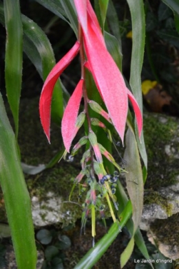 jardin le matin,la mare 080.JPG